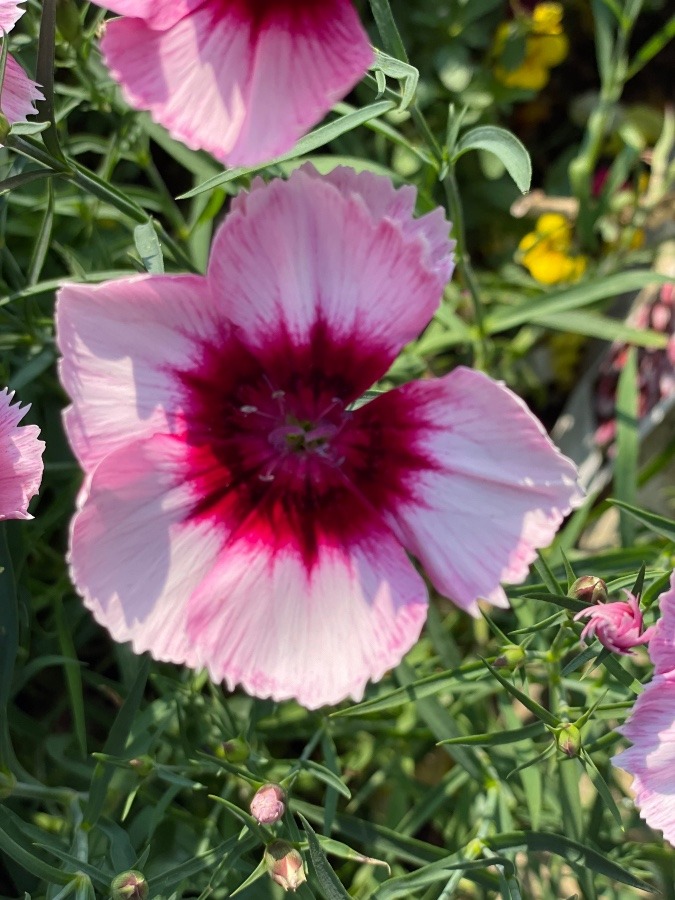 花壇の🌸