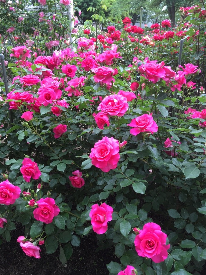 満開の薔薇⭐︎