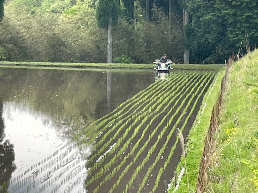 田植えに奮闘してます‼️😆