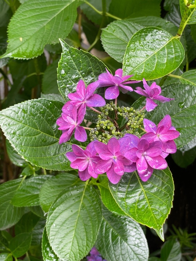 お寺の紫陽花③