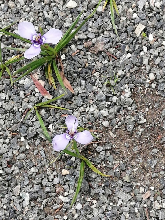 この花をご存知ですか？秋月の花