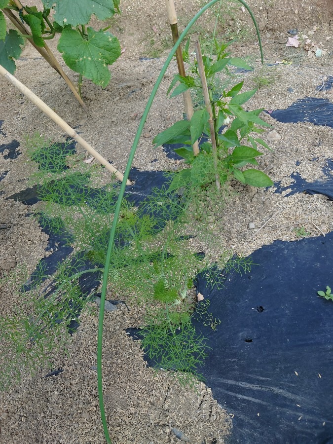 夏野菜作りのお手伝い②　トウガラシとウイキョウ