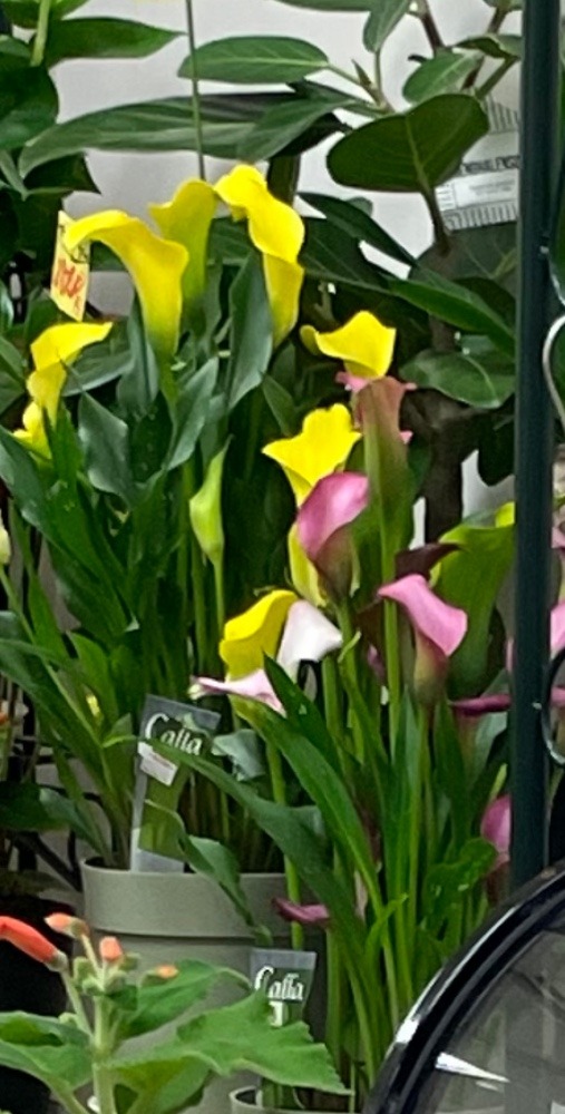 病院の花屋さん🌸🌼