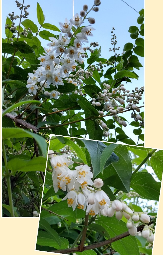 ♫卯の花の匂う垣根に〜🎶🤗