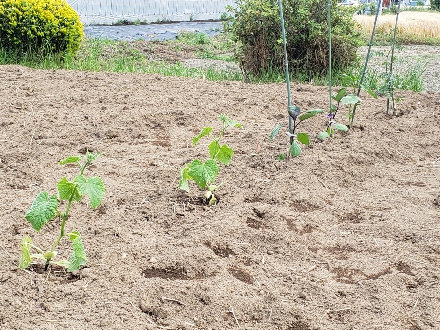 初野菜体験🥒🍆🍅