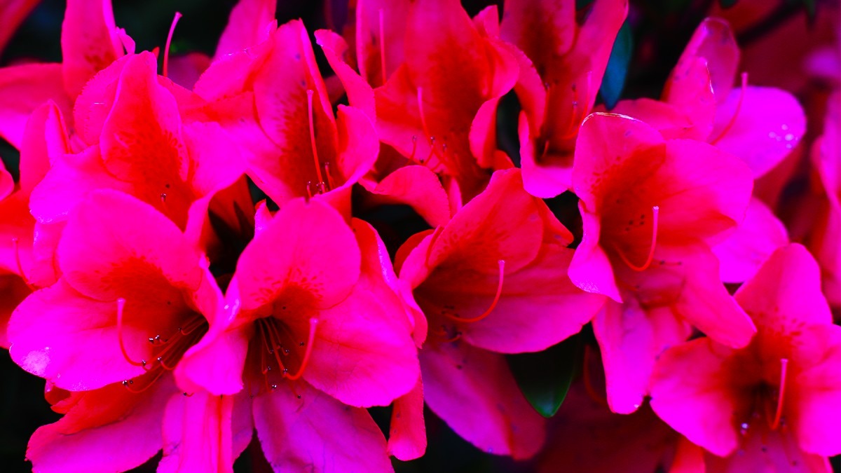 Bloom02