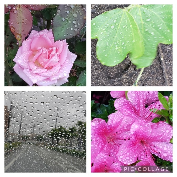 雨粒って可愛い❤️