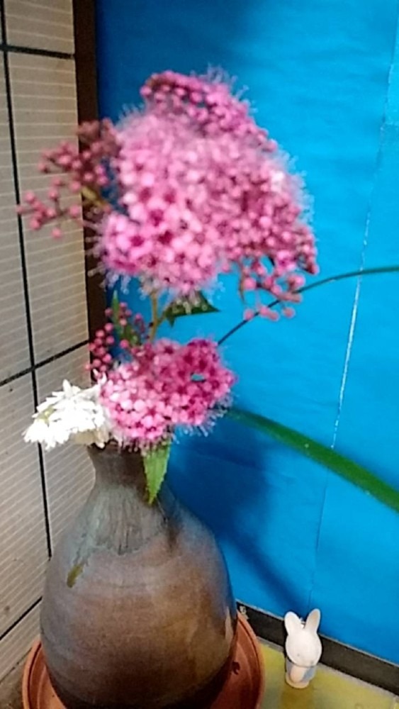 シモツゲの花