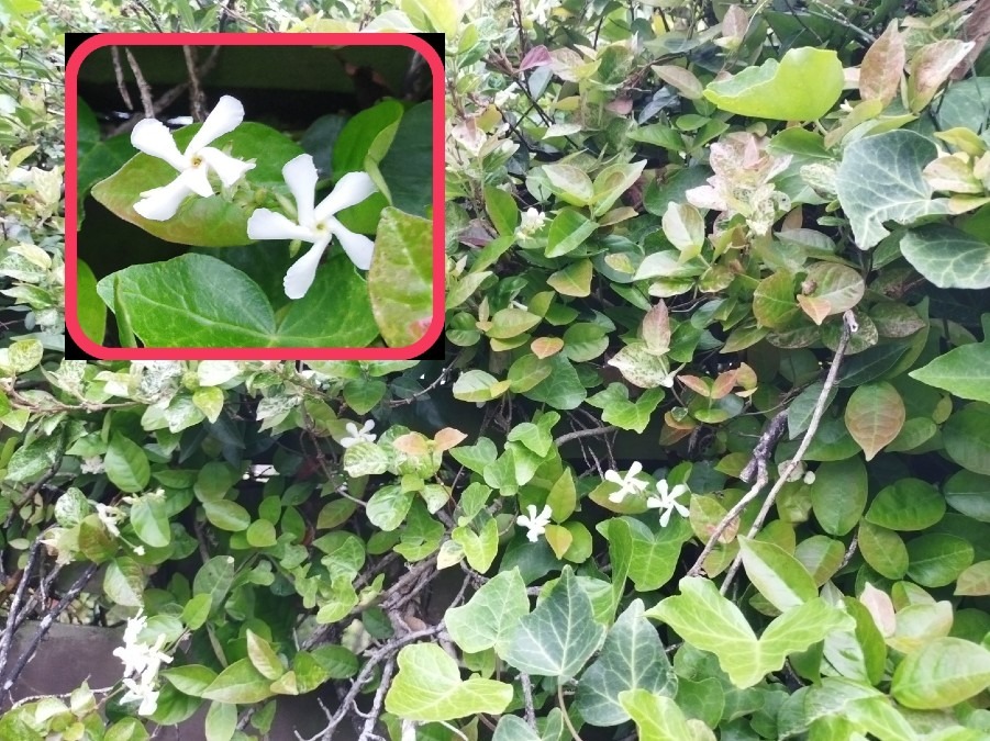 花倶楽部🌼　家の花達🤗【ハツユキカズラ】