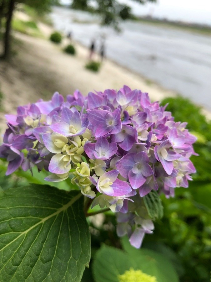 紫陽花が一輪だけ咲いて迎えてくれました💠