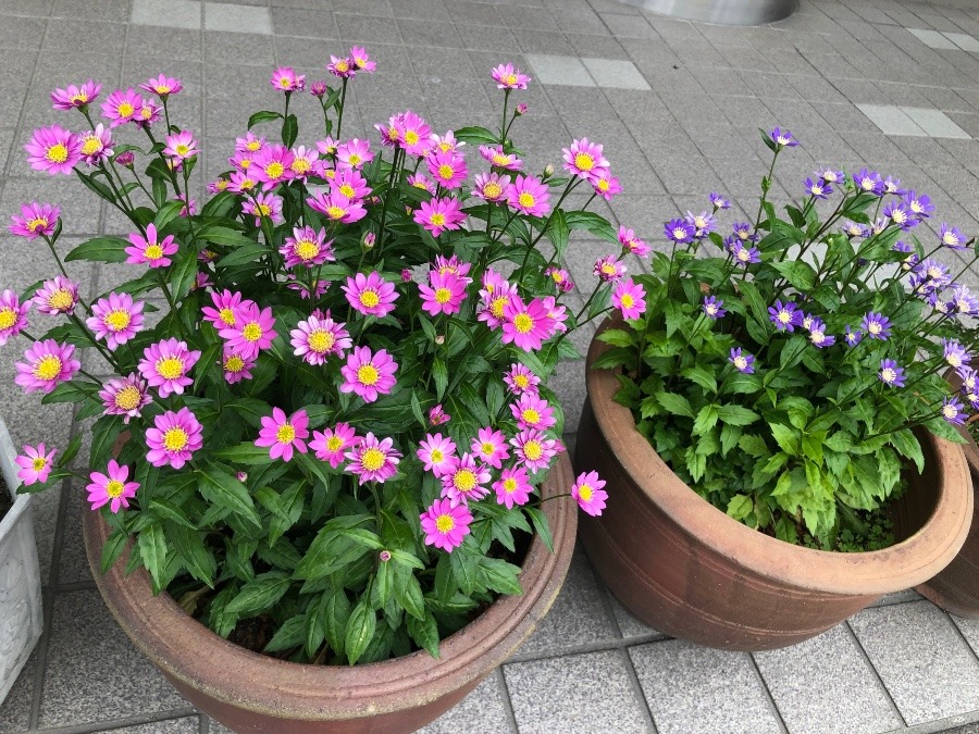 🌸ピンクのみやこわすれの花🌸