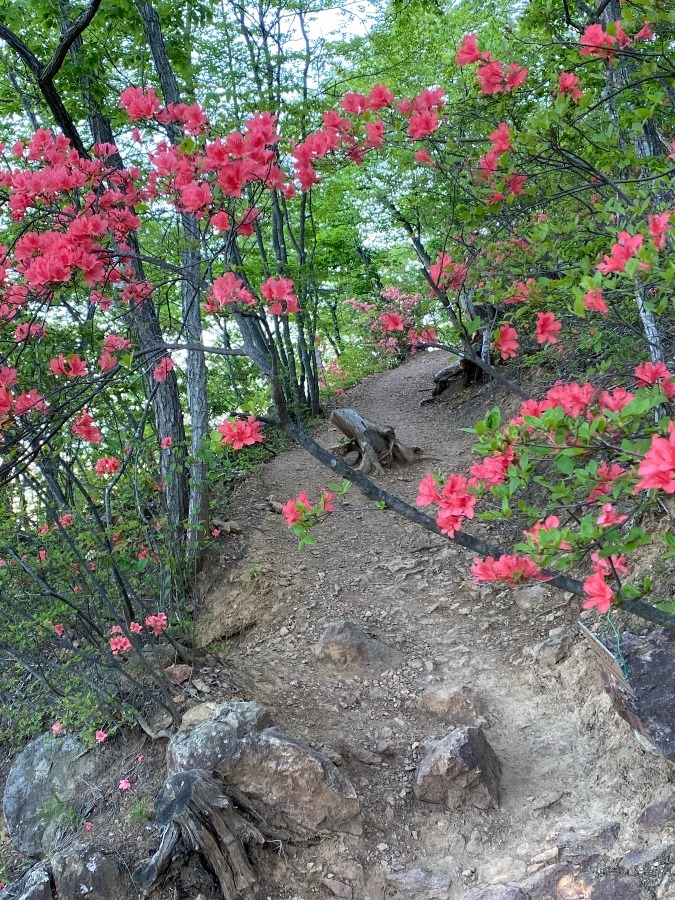 千歳山登山道のツツジ②