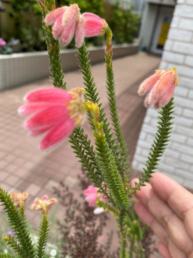 初めて出会った🌸