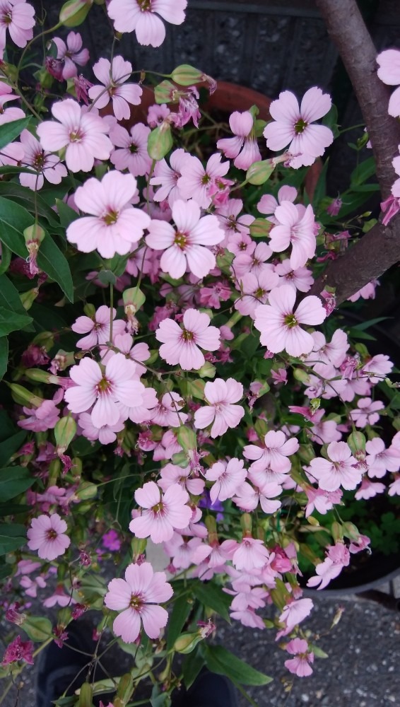 お花畑の、ステキな、風景です。