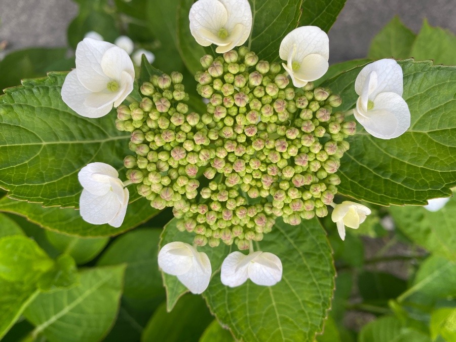 花倶楽部　