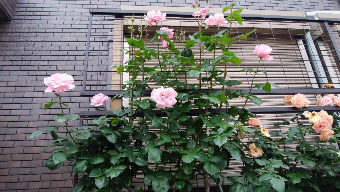 オシャレな、お花です！