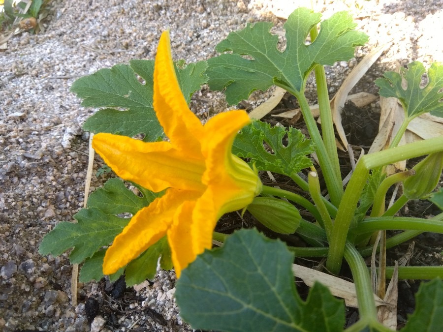 ズッキーニの花が咲いた✨