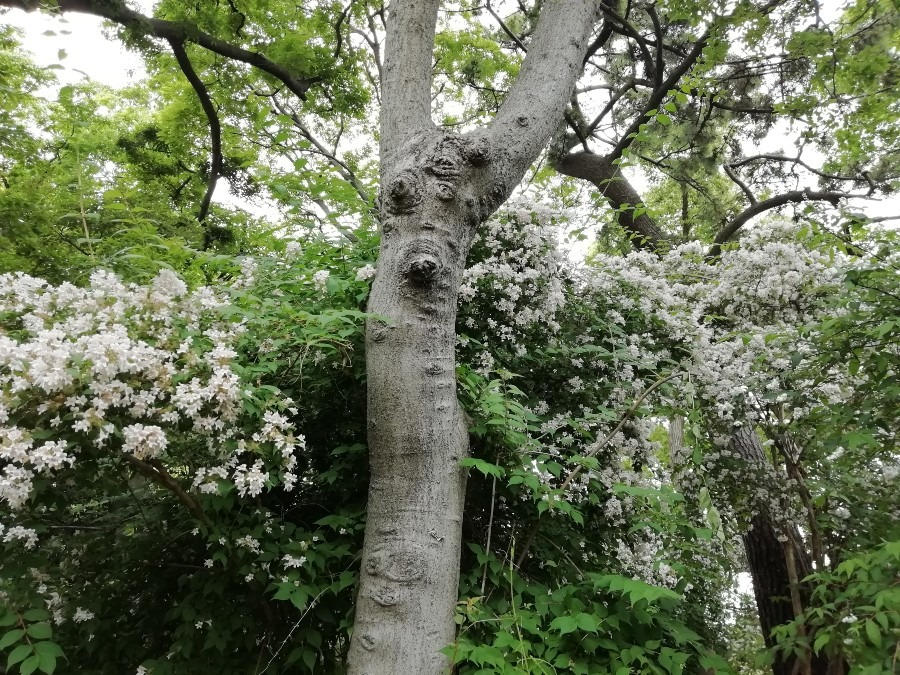 住吉大社の卯の花