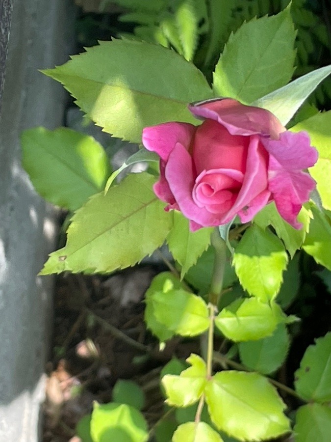 実家の香りのいい薔薇🌹