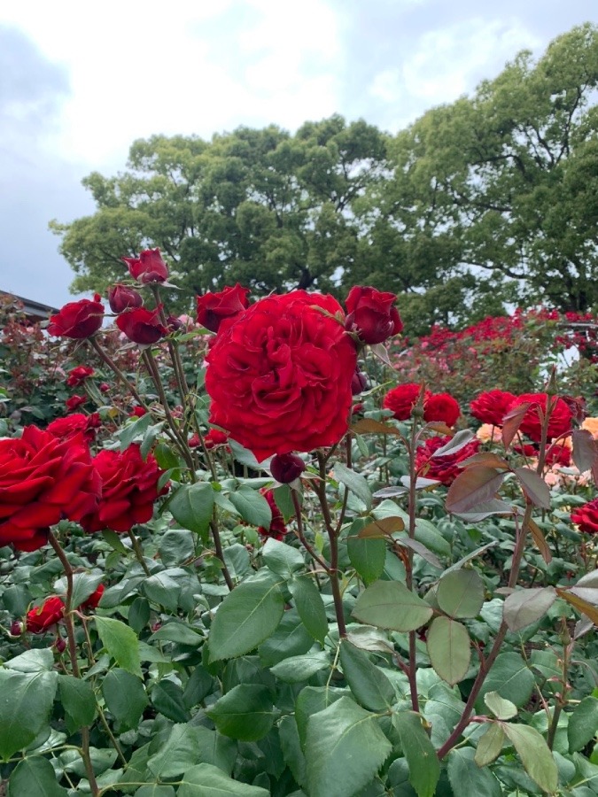 ✨薔薇と空✨