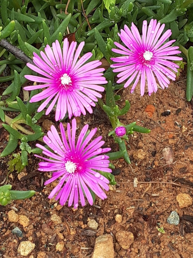 花倶楽部