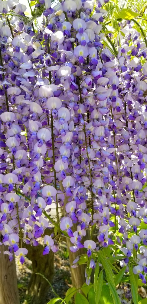 #花倶楽部    藤の花