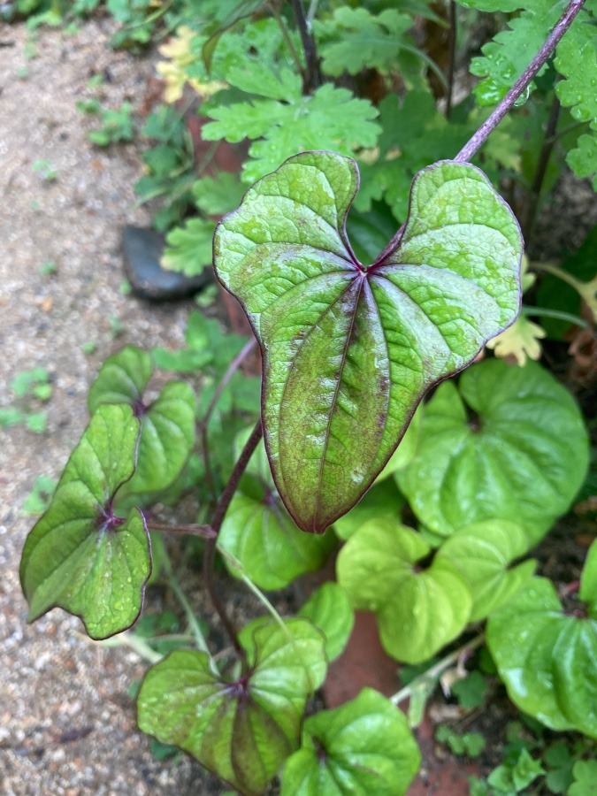 山芋の葉