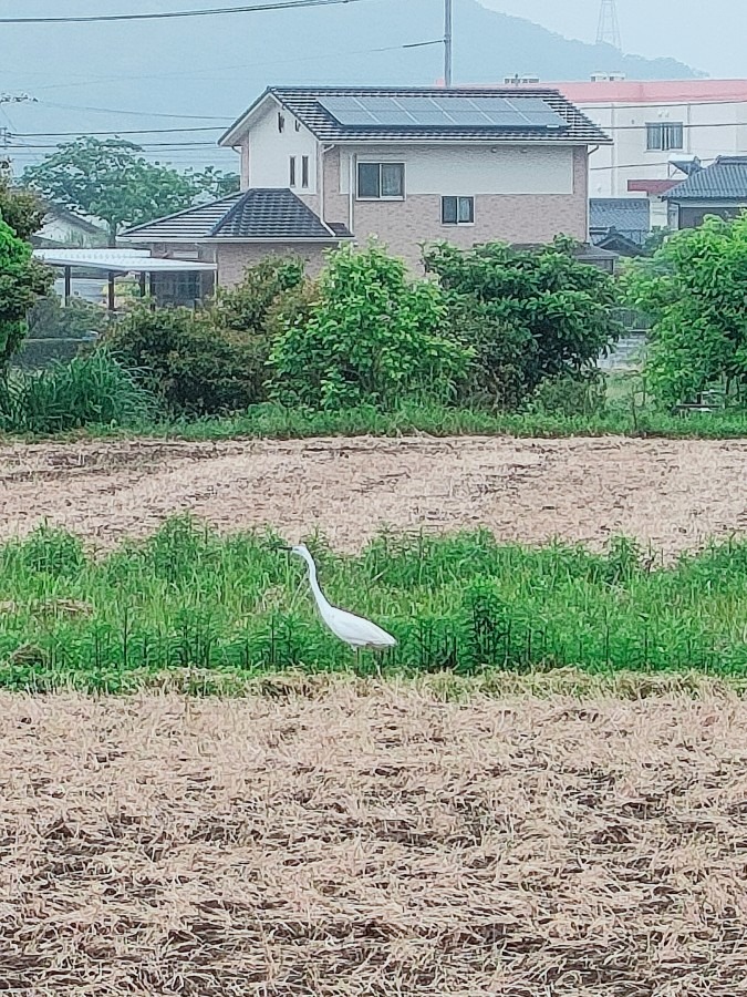 シラサギ