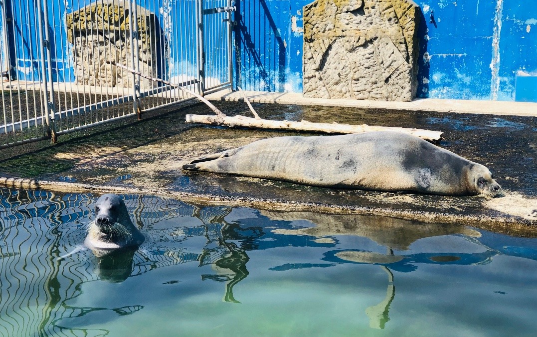 小樽水族館のアザラシ