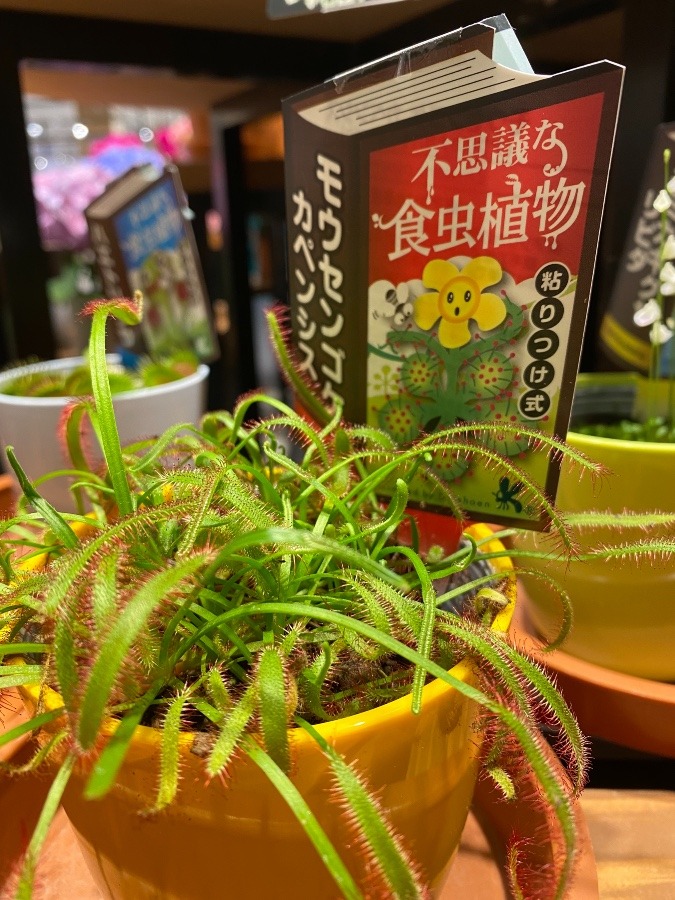 食虫植物２