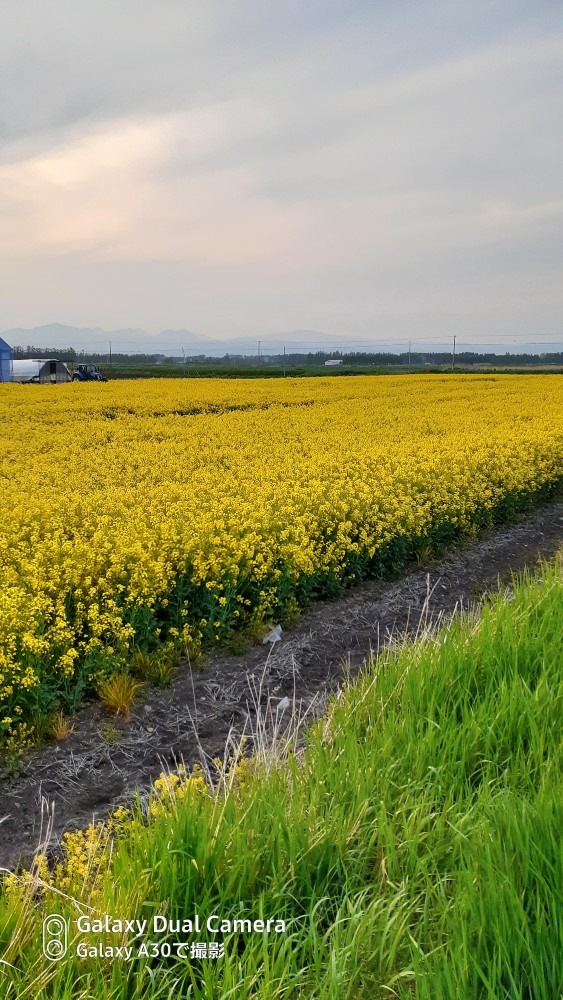 菜の花畑です。