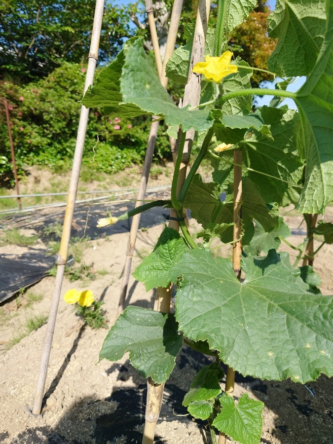 夏野菜作りのお手伝い③　キュウリとマリーゴールド