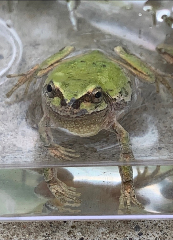 かえるくん🐸