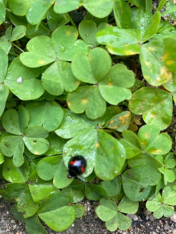 てんとう虫🐞