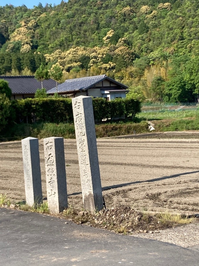 広沢池の側道❣️