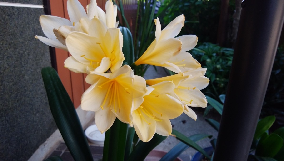 黄色オシャレな、お花です！