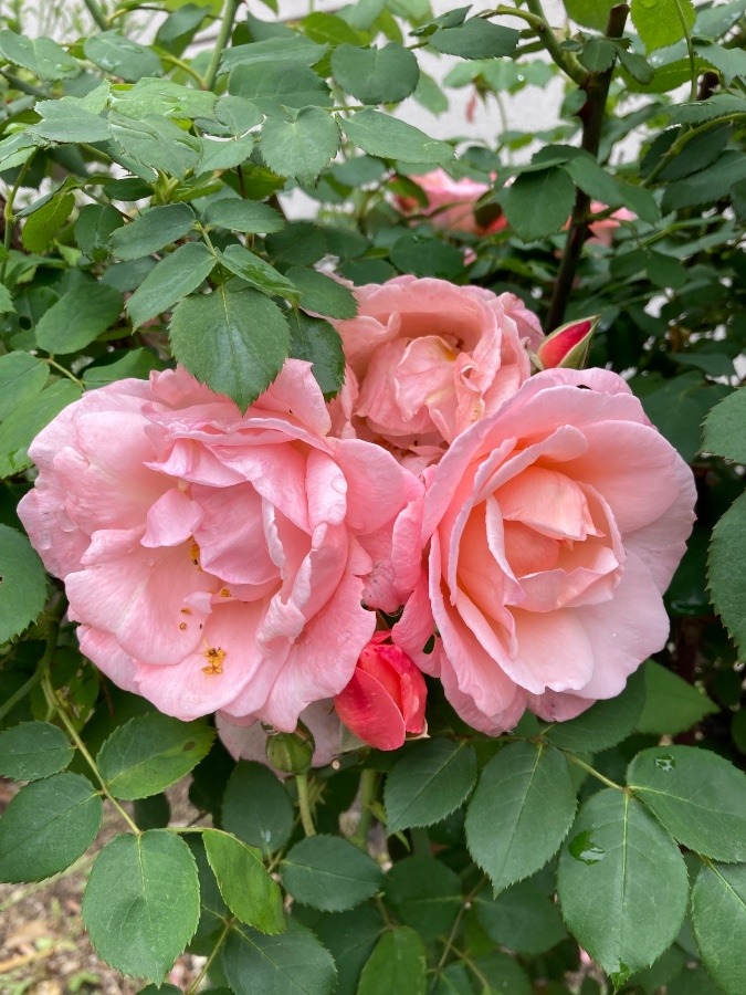 雨☂️風にたえた薔薇