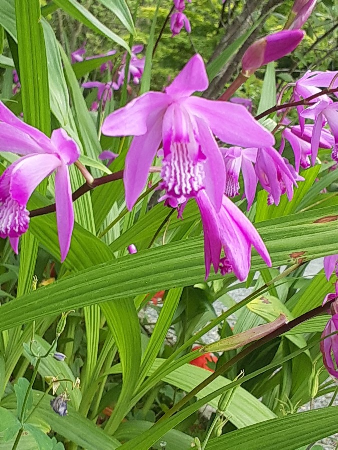 花倶楽部