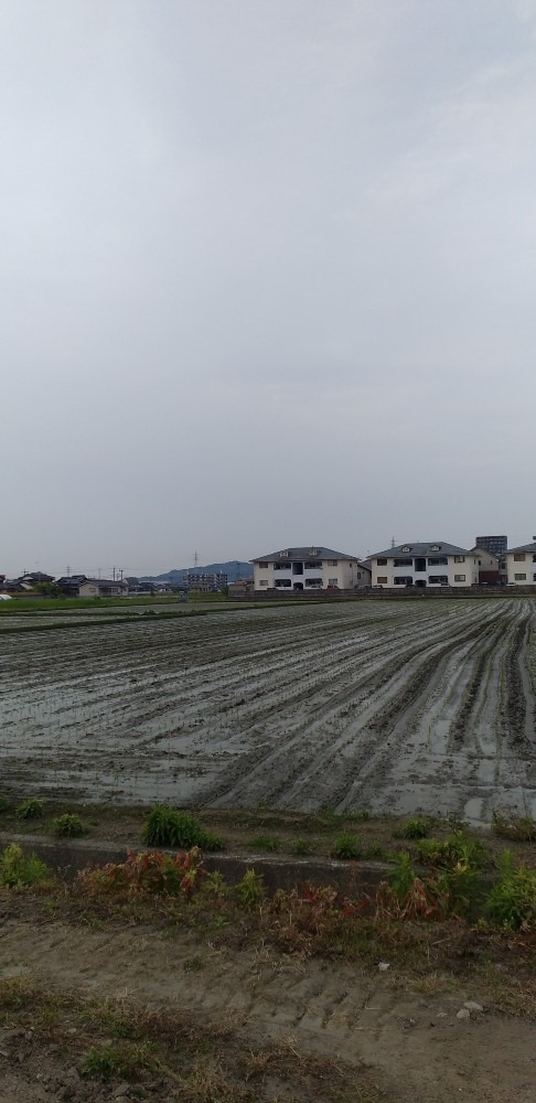 田植え