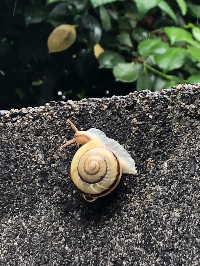 もうすぐ梅雨🌀