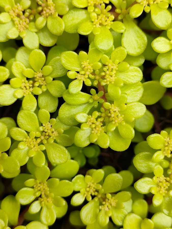 多肉植物の花