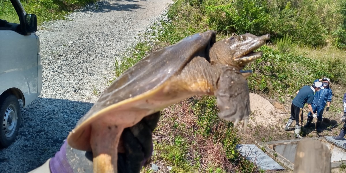 噛みつき亀🐢❓️