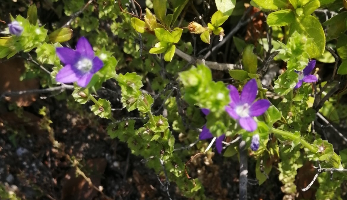 紫の小さな花