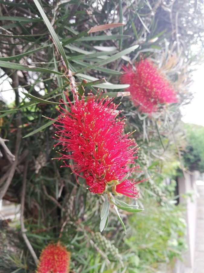 きれいな赤い花🥀🌿