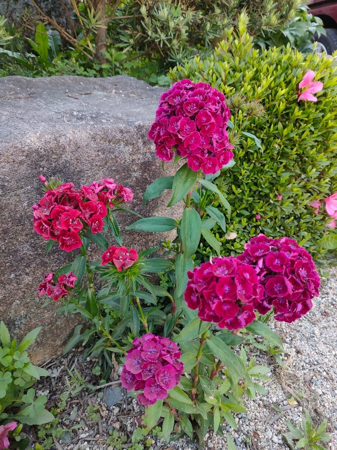 この花8年目