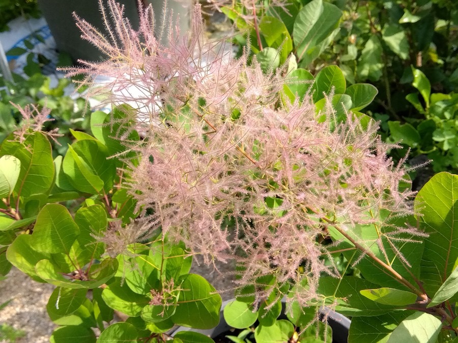 スモークツリーに花が咲いた💖④