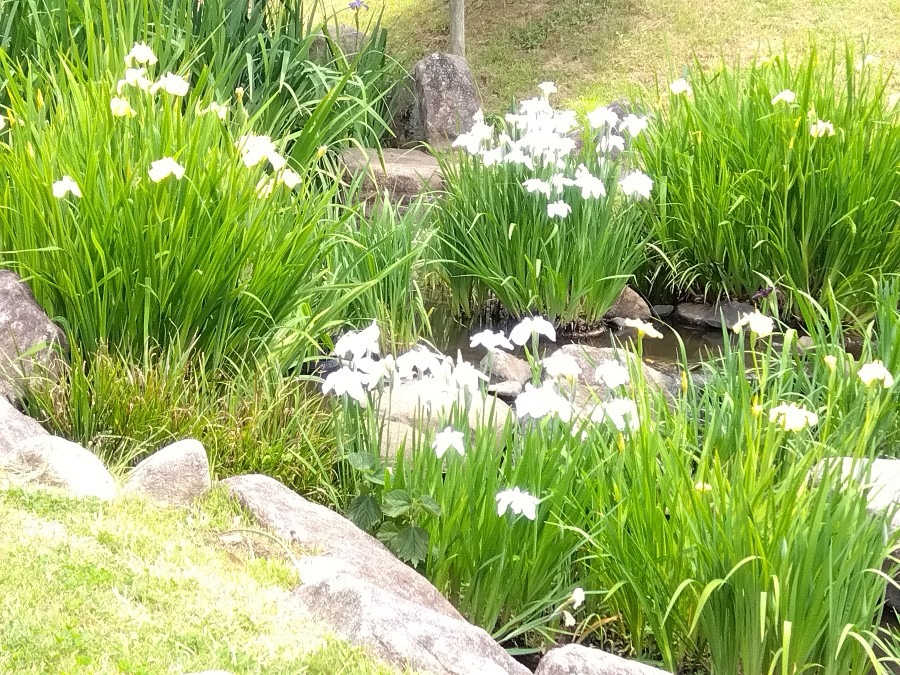 白い菖蒲がたくさん✨