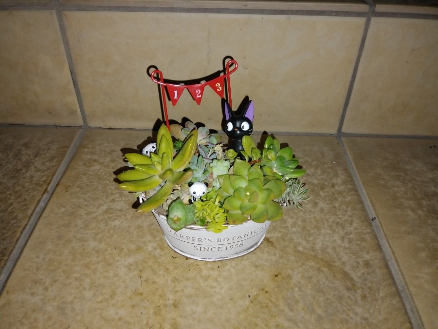 🌱多肉倶楽部🌵🤗　寄せ植え（妻さん作）アップ①💖