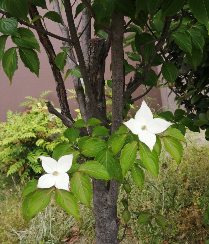 この花も❓良く見かける