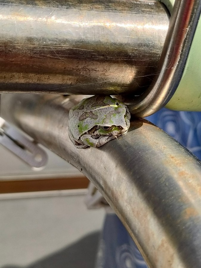 問題です🐸